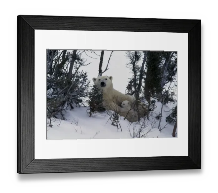 Framed Print : North America, Canada, Manitoba, Churchill. Polar Bear (Ursus maritimus) cubs