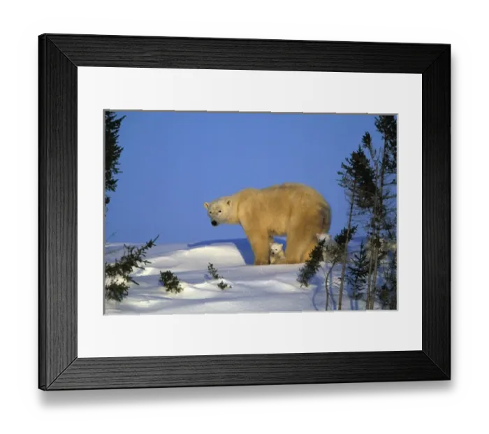 Framed Print : North America, Canada, Manitoba, Churchill. Polar Bear (Ursus maritimus) and cubs Framed Print : North America, Canada, Manitoba, Churchill. Polar Bear (Ursus maritimus) and cubs