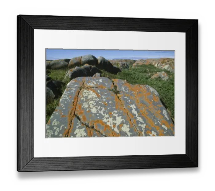 Framed Print : Unknown. Canada, Manitoba, Hudson Bay, Churchill area, lichen-covered rocks Framed Print : Unknown. Canada, Manitoba, Hudson Bay, Churchill area, lichen-covered rocks