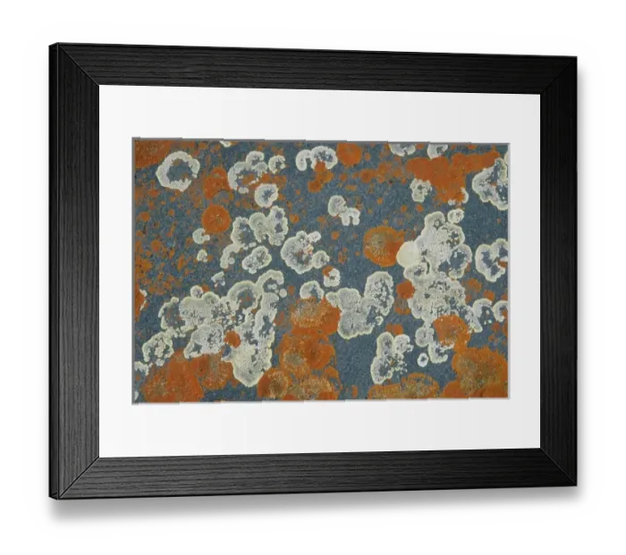Framed Print : Lichens, lichen-covered rocks, Churchill area, Hudson Bay, Manitoba, Canada