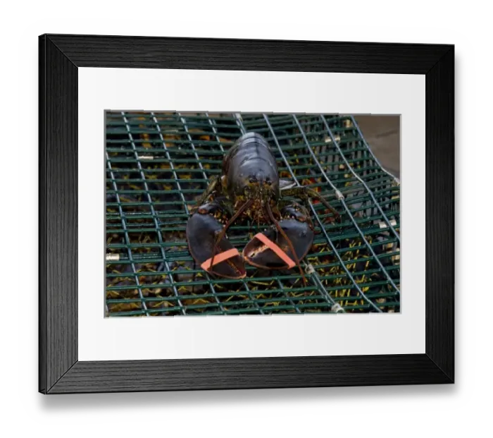 Framed Print : Canada, New Brunswick, Shediac, Pointe-du-Chene. Tourist lobster scenic dinner cruise Framed Print : Canada, New Brunswick, Shediac, Pointe-du-Chene. Tourist lobster scenic dinner cruise