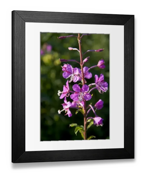 Framed Print : Fireweed wildflower also known as blooming Sally in New Brunswick, Canada