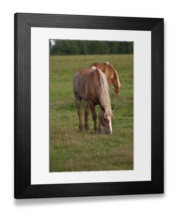 Framed Print : New Brunswick, Canada. Horse in field Framed Print : New Brunswick, Canada. Horse in field