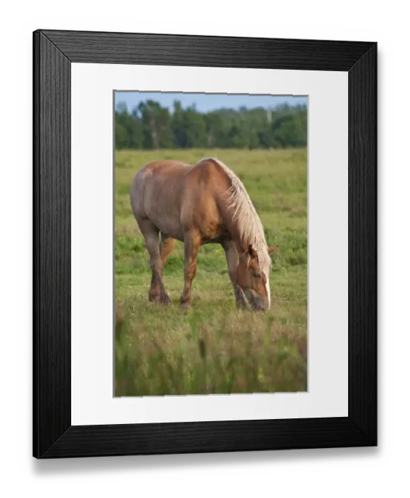 Framed Print : Unknown. New Brunswick, Canada. Horse in field Framed Print : Unknown. New Brunswick, Canada. Horse in field