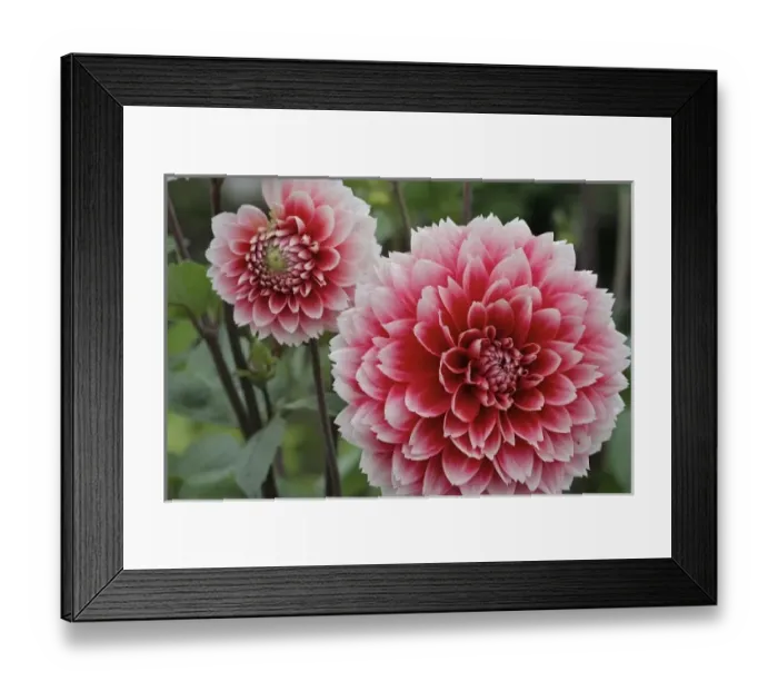 Framed Print : Canada, New Brunswick, St Andrews. Pink dahlias at KIngsbrae Garden