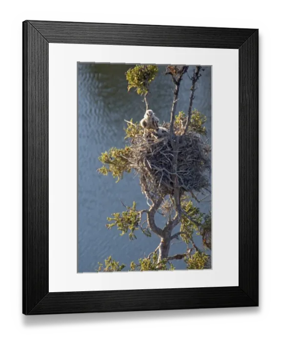 Framed Print : Baby Peregrine falcons in down in nest on land in the Whitefish Lake area, Northwest Territories Framed Print : Baby Peregrine falcons in down in nest on land in the Whitefish Lake area, Northwest Territories