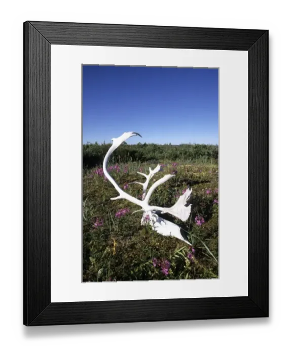 Framed Print : Caribou antlers, Northwest Territories, Canada Framed Print : Caribou antlers, Northwest Territories, Canada