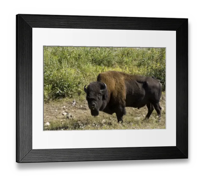 Framed Print : Canada, Northwest Territory Framed Print : Canada, Northwest Territory