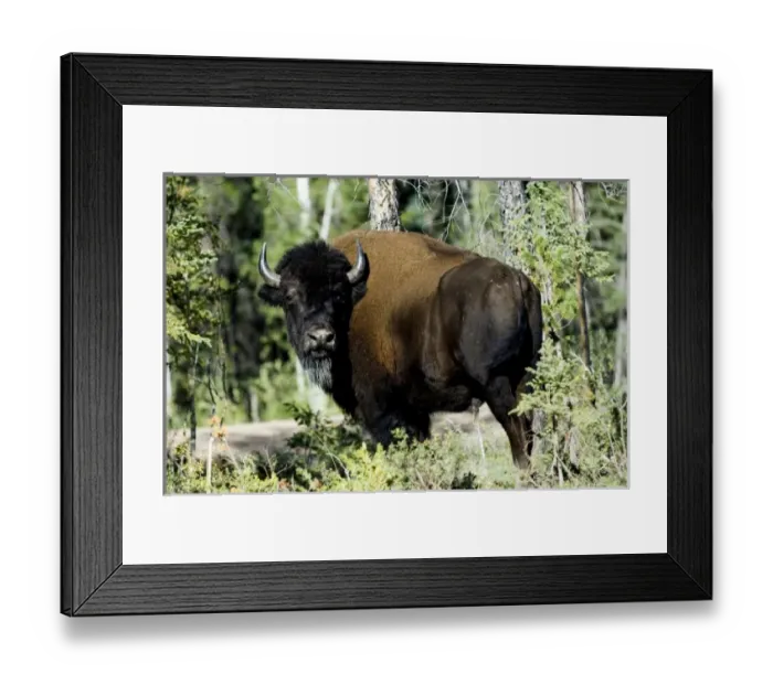 Framed Print : Canada, Northwest Territory