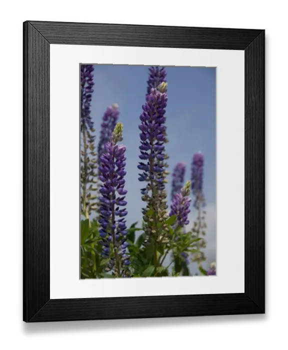 Framed Print : Canada, Nova Scotia, Cape Breton Island. Wildflowers, blue lupine Framed Print : Canada, Nova Scotia, Cape Breton Island. Wildflowers, blue lupine