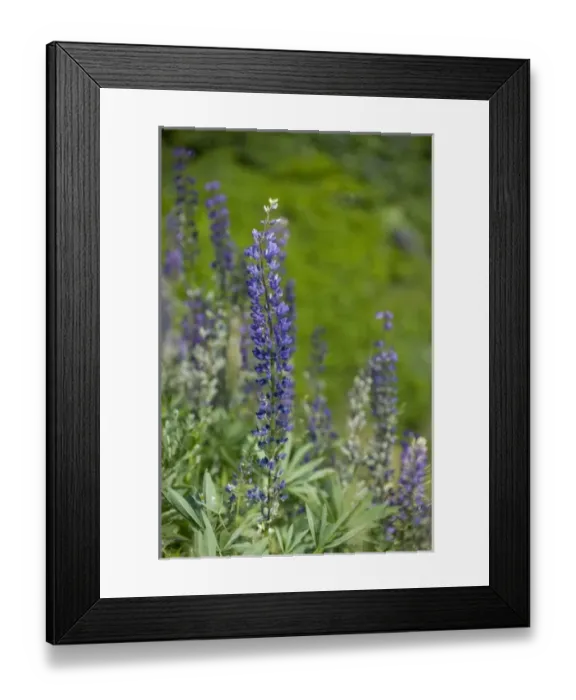 Framed Print : Canada, Nova Scotia, Cape Breton Island, Cabot Trail, Ingonish. Lupine wildflowers Framed Print : Canada, Nova Scotia, Cape Breton Island, Cabot Trail, Ingonish. Lupine wildflowers