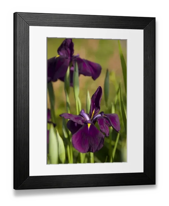 Framed Print : Canada, Nova Scotia Framed Print : Canada, Nova Scotia