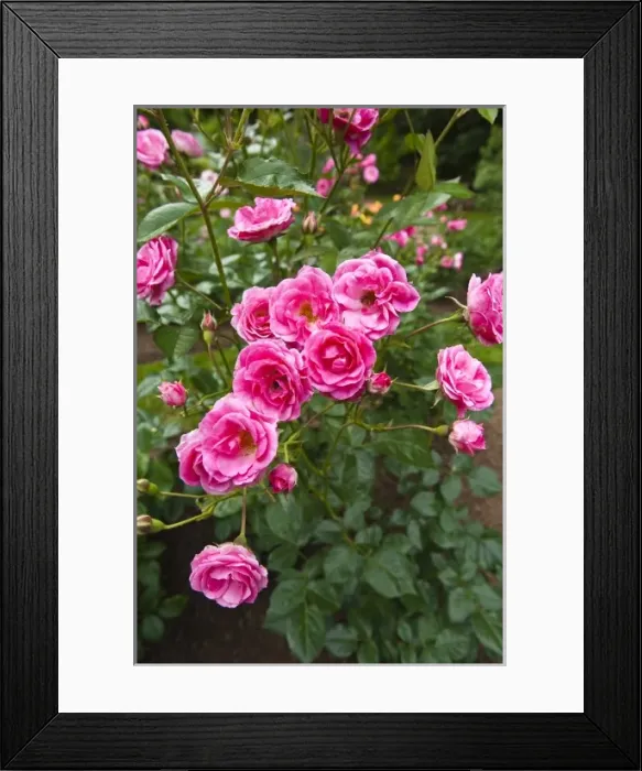 Framed Print : Nova Scotia, Canada. Annapolis Royal Historic Gardens Framed Print : Nova Scotia, Canada. Annapolis Royal Historic Gardens