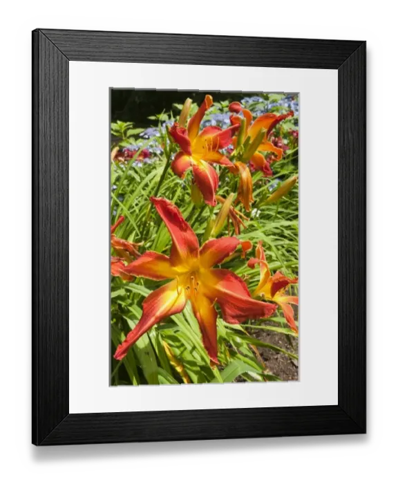 Framed Print : Canada, Nova Scotia Framed Print : Canada, Nova Scotia