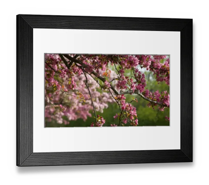 Framed Print : Canada, Ontario, Ottawa. Close-up of limb with cherry blossoms Framed Print : Canada, Ontario, Ottawa. Close-up of limb with cherry blossoms