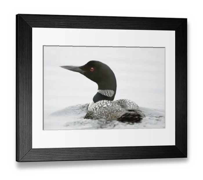 Framed Print : Common loon, Gavia immer, Haliburton, Ontario Framed Print : Common loon, Gavia immer, Haliburton, Ontario