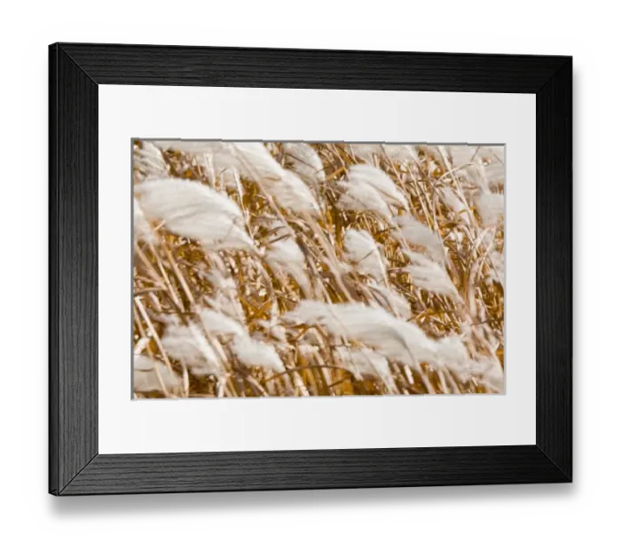 Framed Print : Pampas grass in the wind, Unionville, Ontario Framed Print : Pampas grass in the wind, Unionville, Ontario