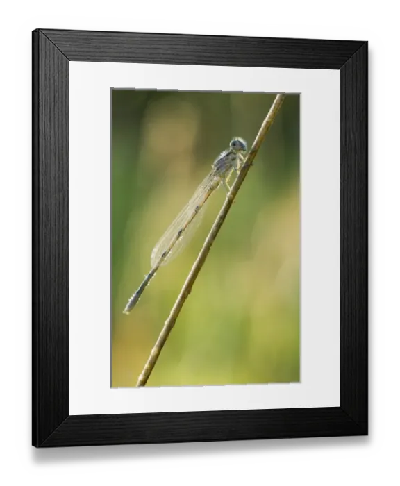 Framed Print : Canada, Ontario Framed Print : Canada, Ontario