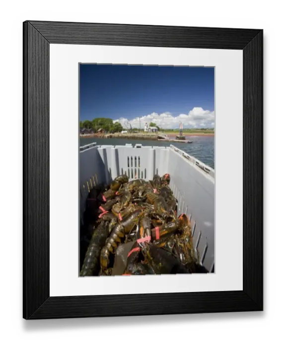 Framed Print : Canada, Prince Edward Island, Victoria. Lobster catch from fishing boat Framed Print : Canada, Prince Edward Island, Victoria. Lobster catch from fishing boat