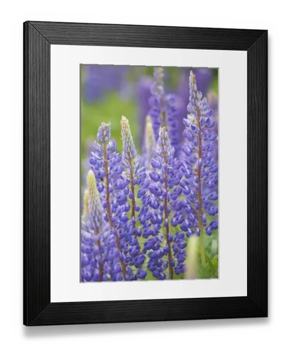 Framed Print : Canada, Prince Edward Island, Lupine flowers Framed Print : Canada, Prince Edward Island, Lupine flowers