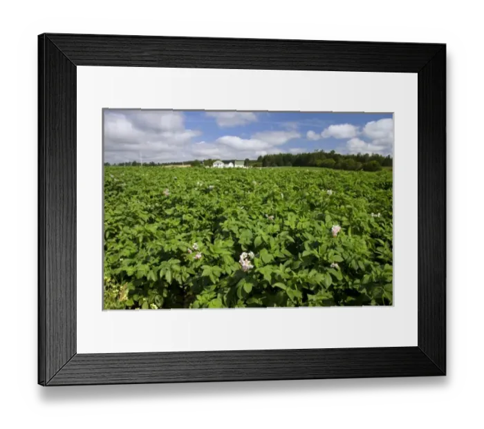 Framed Print : White farm house and potato field on Prince Edward Island, Canada