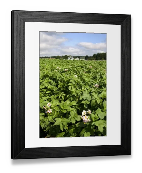 Framed Print : Canada, Prince Edward Island Framed Print : Canada, Prince Edward Island