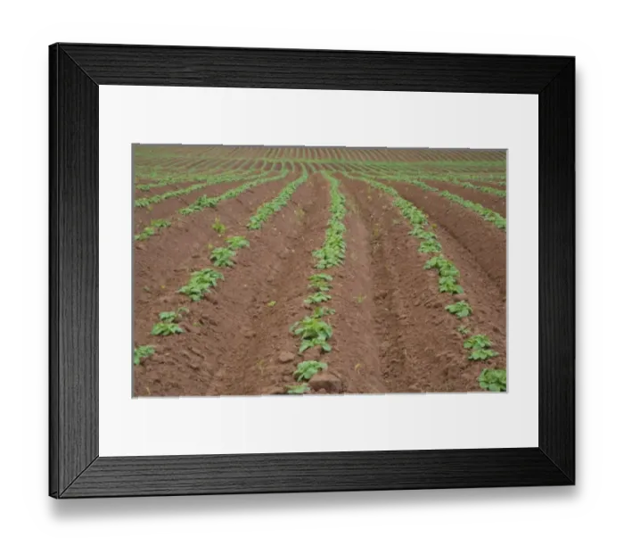 Framed Print : North America, Canada, Prince Edward Island, Potatoe Field, Agriculture Framed Print : North America, Canada, Prince Edward Island, Potatoe Field, Agriculture