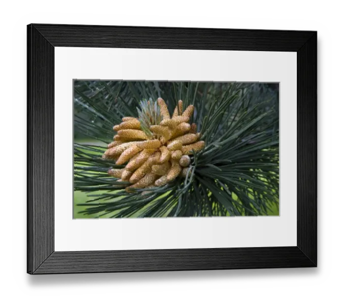 Framed Print : Canada, Prince Edward Island Framed Print : Canada, Prince Edward Island