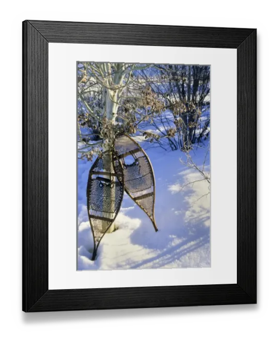 Framed Print : The Algonkin Indians made and used snow shoes for hunting and trapping during Framed Print : The Algonkin Indians made and used snow shoes for hunting and trapping during