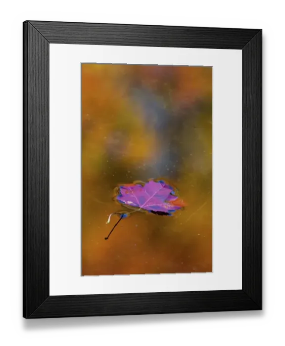 Framed Print : Canada, Quebec. Autumn leaf on pond reflecting autumn colors Framed Print : Canada, Quebec. Autumn leaf on pond reflecting autumn colors
