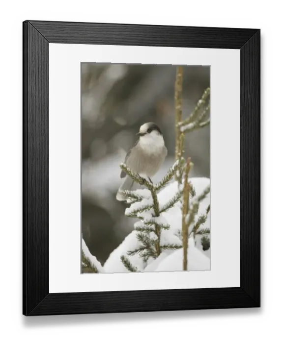 Framed Print : Canada, Quebec Framed Print : Canada, Quebec