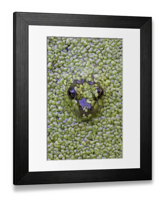 Framed Print : Canada, Quebec Framed Print : Canada, Quebec