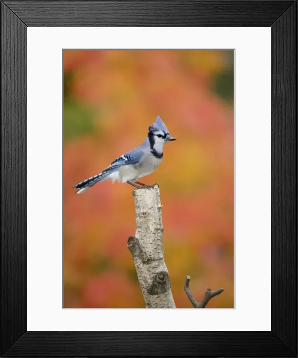 Framed Print : Canada, Quebec. Blue jay perched on stump in fall setting Framed Print : Canada, Quebec. Blue jay perched on stump in fall setting