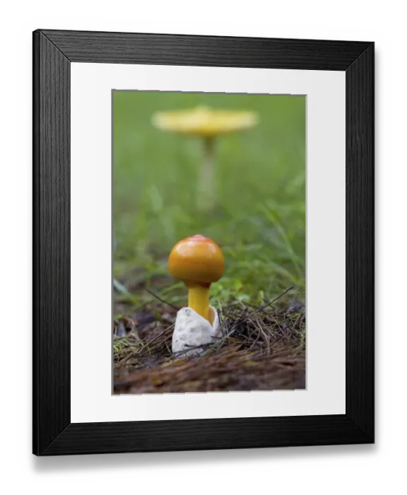 Framed Print : Canada, Quebec. Close-up of fly agaric mushroom Framed Print : Canada, Quebec. Close-up of fly agaric mushroom