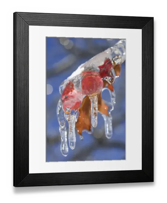 Framed Print : Canada, Quebec. Ice-coated oak leaves after storm Framed Print : Canada, Quebec. Ice-coated oak leaves after storm