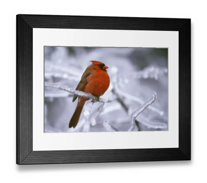 Framed Print : Canada, Quebec. Male northern cardinal on limb after ice storm. Credit as: Gilles Framed Print : Canada, Quebec. Male northern cardinal on limb after ice storm. Credit as: Gilles