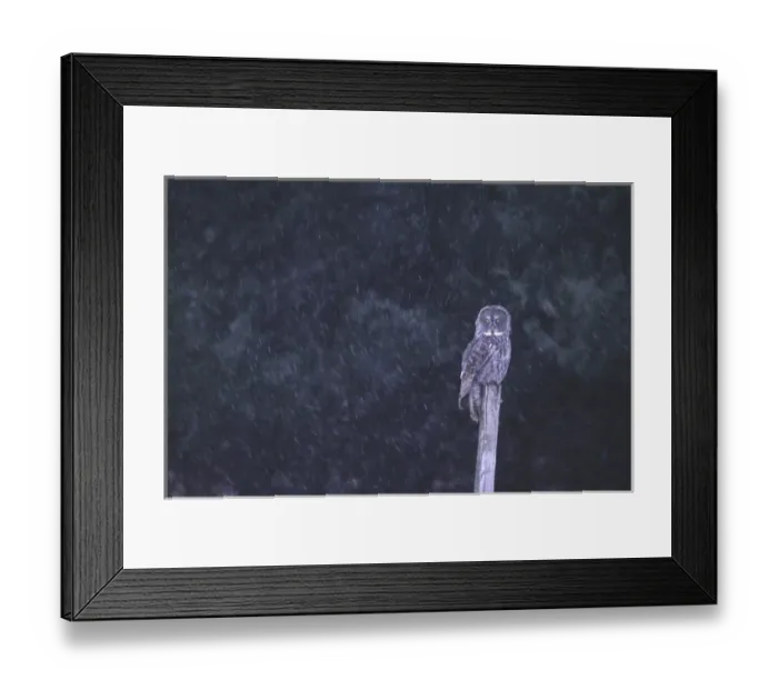 Framed Print : Canada, Quebec. Great gray owl perched on stump in snowstorm Framed Print : Canada, Quebec. Great gray owl perched on stump in snowstorm