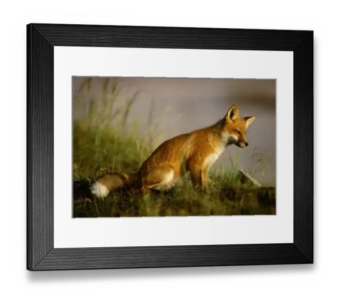 Framed Print : Canada, Quebec. Red fox cub at sunrise. Credit as: Gilles Delisle  /  Jaynes Gallery  /  DanitaDelimont