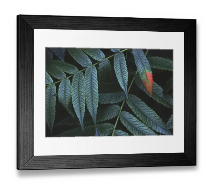 Framed Print : Canada, Quebec. First autumn colors on staghorn sumac