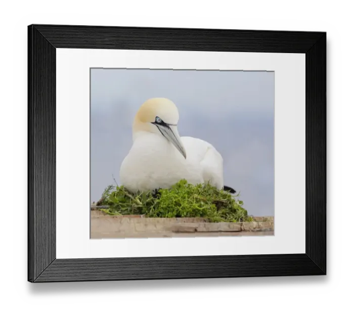 Framed Print : Canada, Quebec