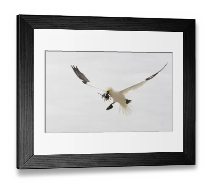 Framed Print : Canada, Quebec, Bonaventure Island. Northern gannet bird with nesting material landing