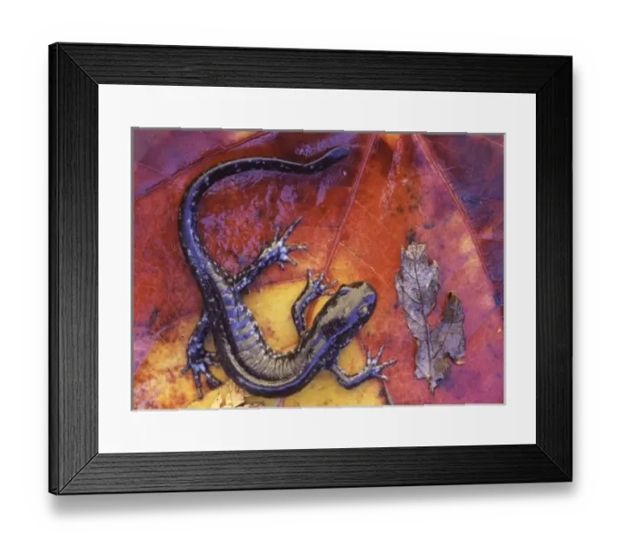 Framed Print : Canada, Quebec. Blue-spotted salamander on fall-colored maple leaf Framed Print : Canada, Quebec. Blue-spotted salamander on fall-colored maple leaf