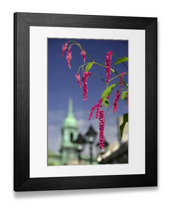 Framed Print : Canada, Quebec, Montreal. Heart of Old Montreal, Jacques Cartier Square, City Hall