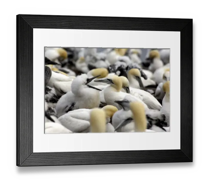 Framed Print : Canada, Quebec Framed Print : Canada, Quebec