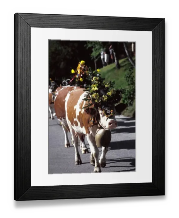 Framed Print : Austria, Innsbruck. Decorated cows coming down from mountian pastures Framed Print : Austria, Innsbruck. Decorated cows coming down from mountian pastures