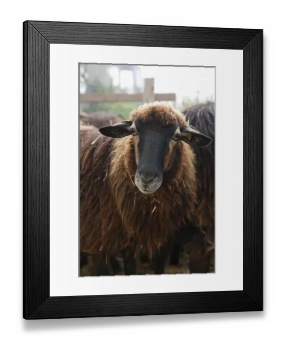 Framed Print : Lower Austria, Austria - Brown, furry goat looking at the camera