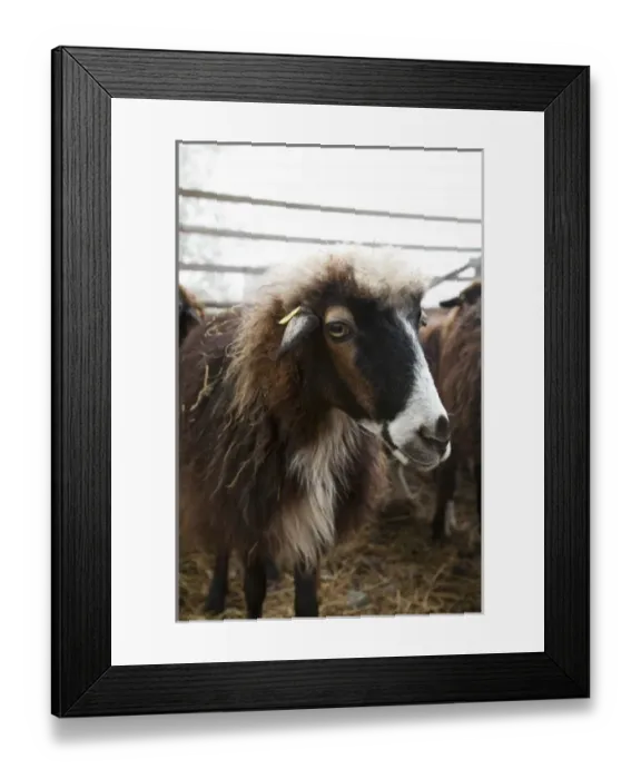 Framed Print : Lower Austria, Austria - Closeup of furry goat