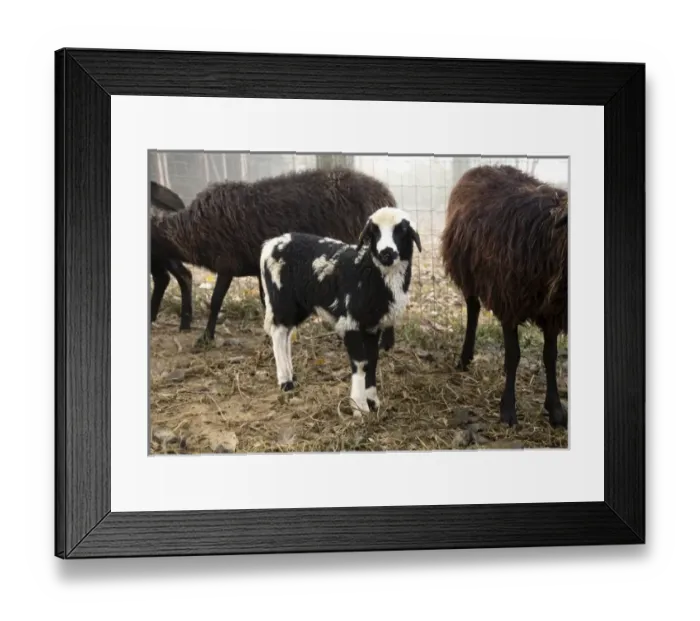 Framed Print : Europe, Austria