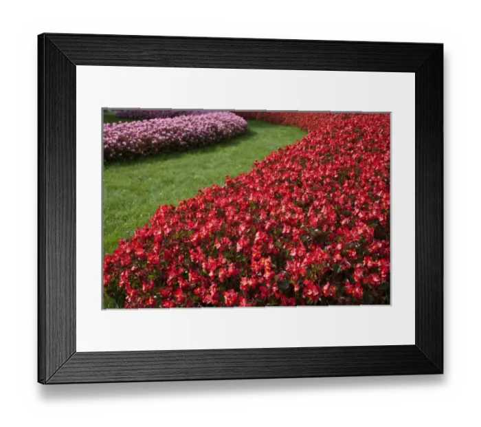 Framed Print : Wels, Upper Austria, Austria - Rows of red and pink flowers separated by grass are Framed Print : Wels, Upper Austria, Austria - Rows of red and pink flowers separated by grass are