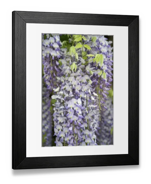 Framed Print : Europe, Austria, Salzburg Stadt, Salzburg, wisteria in Mirabell Garden Framed Print : Europe, Austria, Salzburg Stadt, Salzburg, wisteria in Mirabell Garden